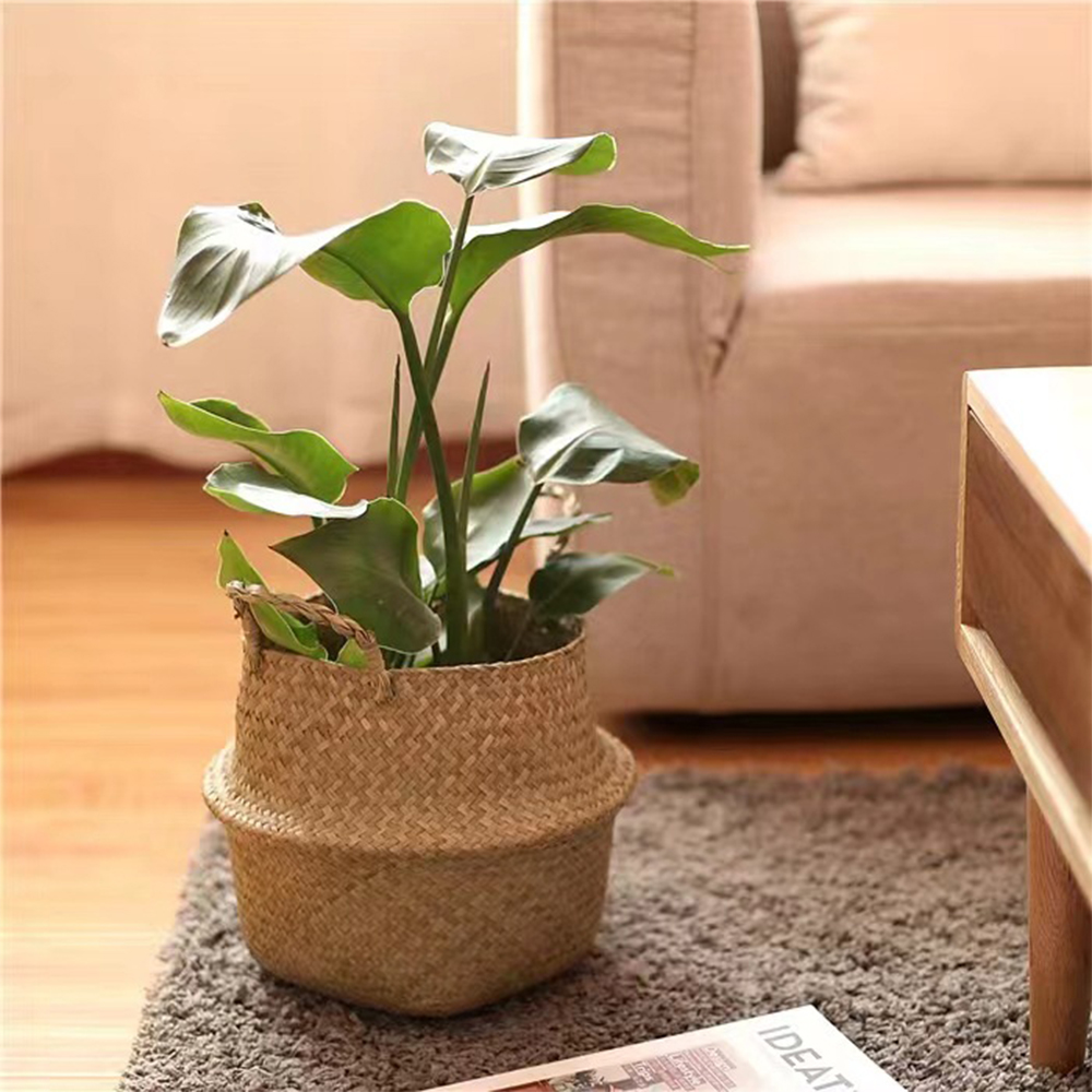 ตะกร้าพืชพร้อมที่จับตะกร้าหวาย - Rattan Plant Basket บทวิจารณ์และราคา